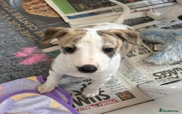 Whippet dogs for sale: KC registered Whippet Puppies - Image 5