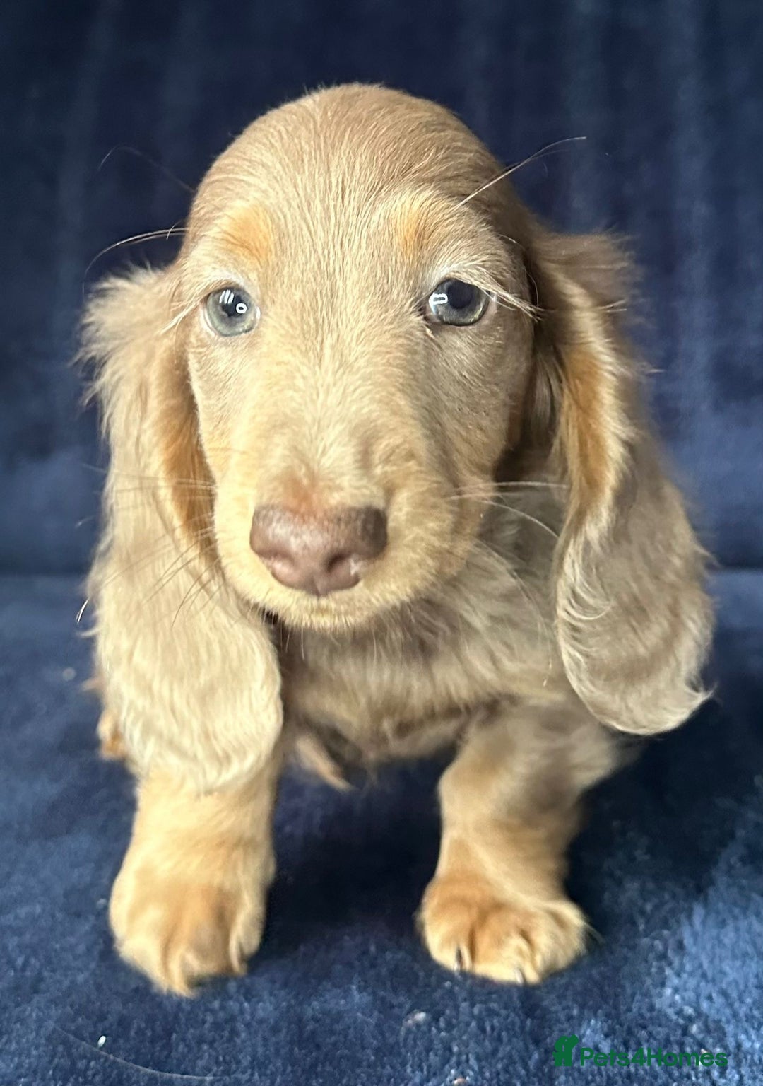 Miniature Dachshund dogs for sale: Isabella long haired boy available  - Advert 5