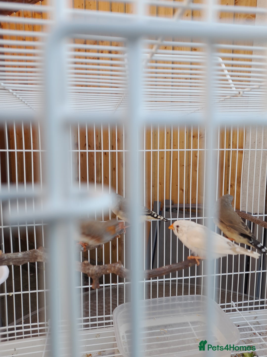 Finches birds for sale: Zebra finches for sale - Image 3
