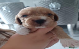 Cocker Spaniel dogs for sale: Kc registered cocker spaniel puppies - Image 7