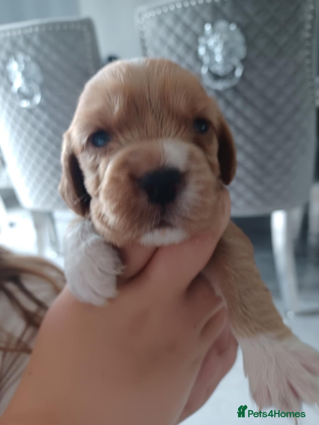 Cocker Spaniel dogs for sale: Kc registered cocker spaniel puppies - Image 7