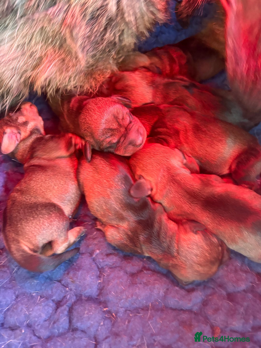 Dachshund dogs for sale: Wire haired Dachshund Puppies KC reg Teckle  - Advert 4