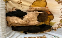 Shihpoo dogs for sale: beautiful shihpoo litter - Image 4