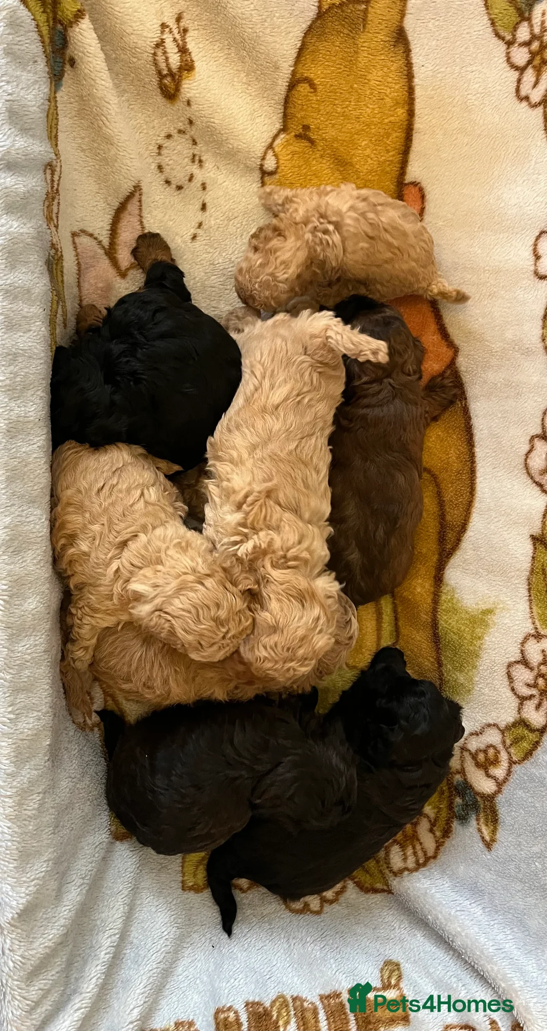 Shihpoo dogs for sale: 1 girl left shihpoo puppy fully vaccinated  - Advert 6