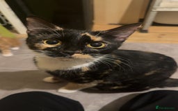 Mixed Breed cats for sale: black and white female kitten  - Image 3