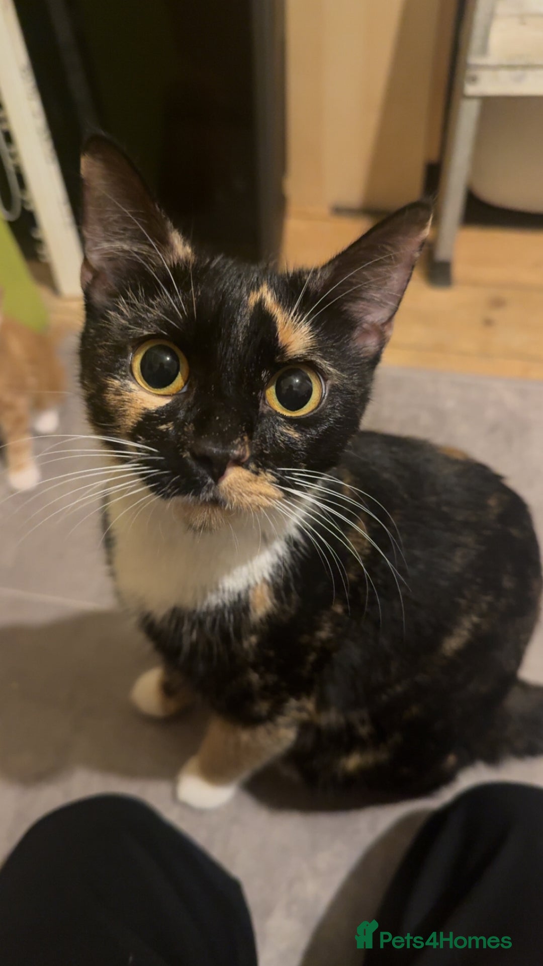 Mixed Breed cats for sale: black and white female kitten  - Image 3