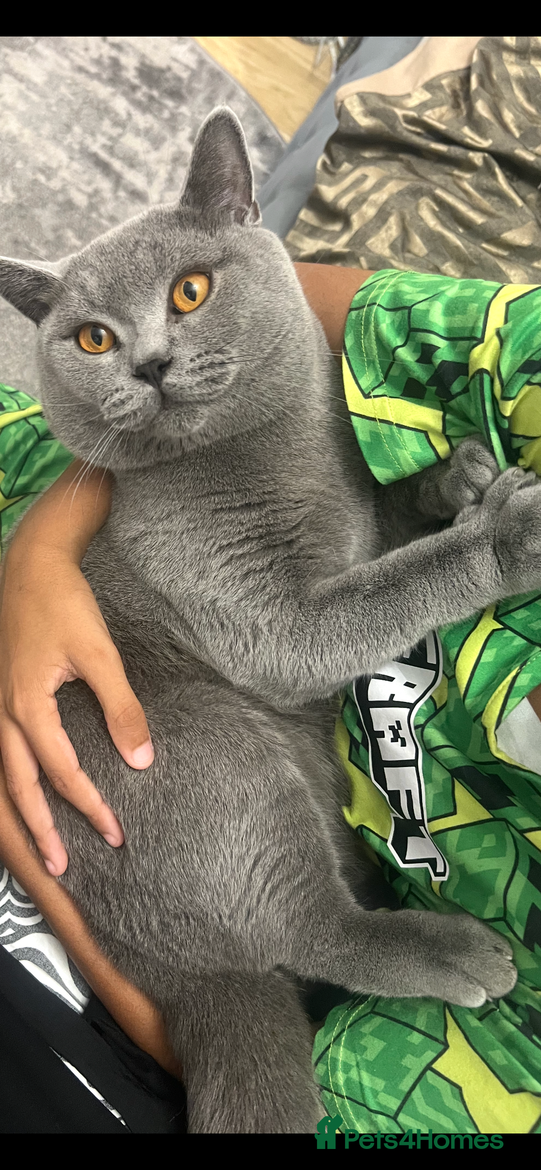 British Shorthair cats for stud: Proven British shorthair stud Leo - Image 2