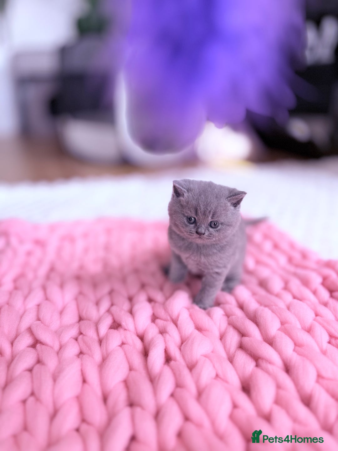 Scottish Fold cats for sale: Scottish straight - Image 1