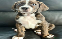 Mixed Breed dogs for sale: American Bulldog X Bernese mountain Dogs  - Image 27