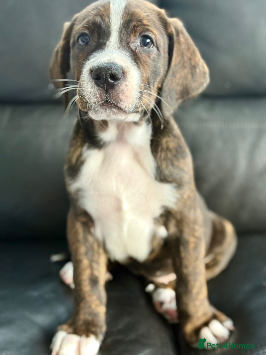 Mixed Breed dogs for sale: American Bulldog X Bernese mountain Dogs  - Image 27