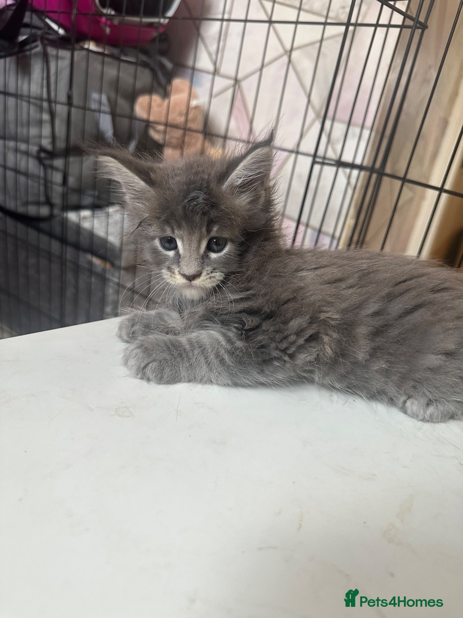 Maine Coon cats LuxuryMaine Coon kittens & can do payment plan - Advert 11