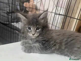 Maine Coon cats LuxuryMaine Coon kittens & can do payment plan - Advert 11