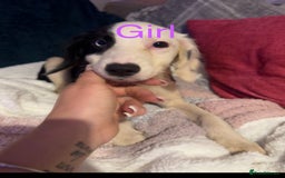 Mixed Breed dogs for sale: Springer cross collie  - Image 14