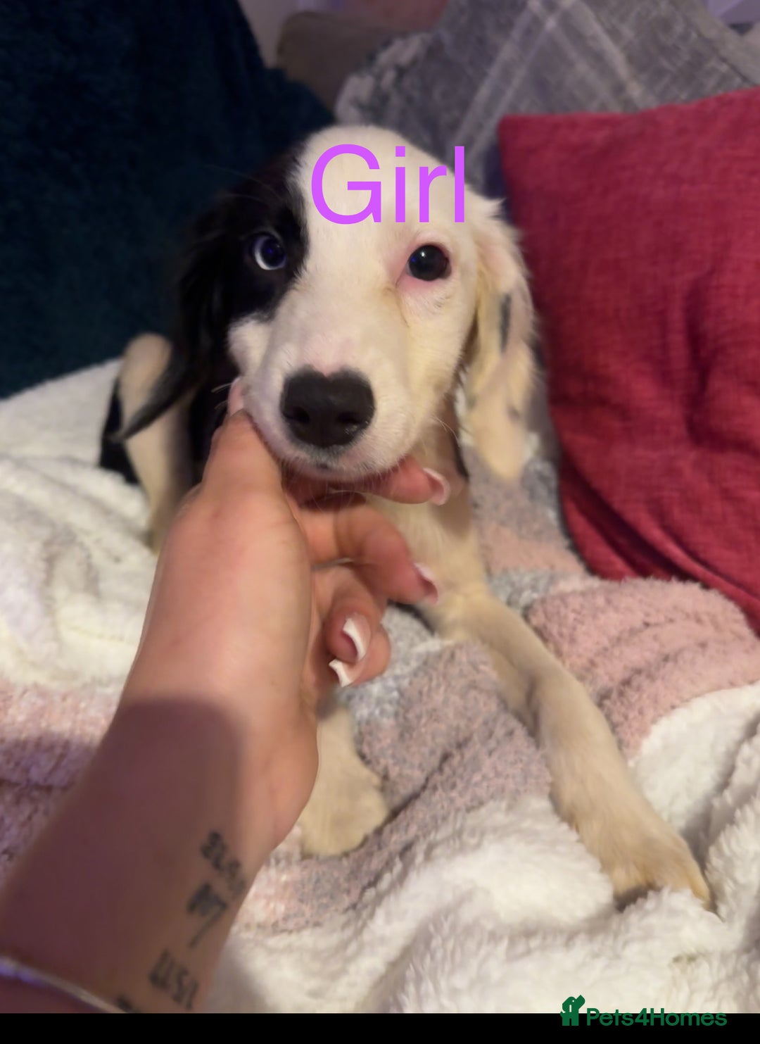 Mixed Breed dogs for sale: Springer cross collie  - Image 14