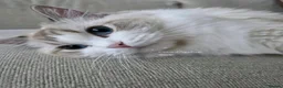 Ragdoll cats for sale: 🐾✨ Champion Line Ragdoll Kittens for Sale ✨🐾 - Advert 16