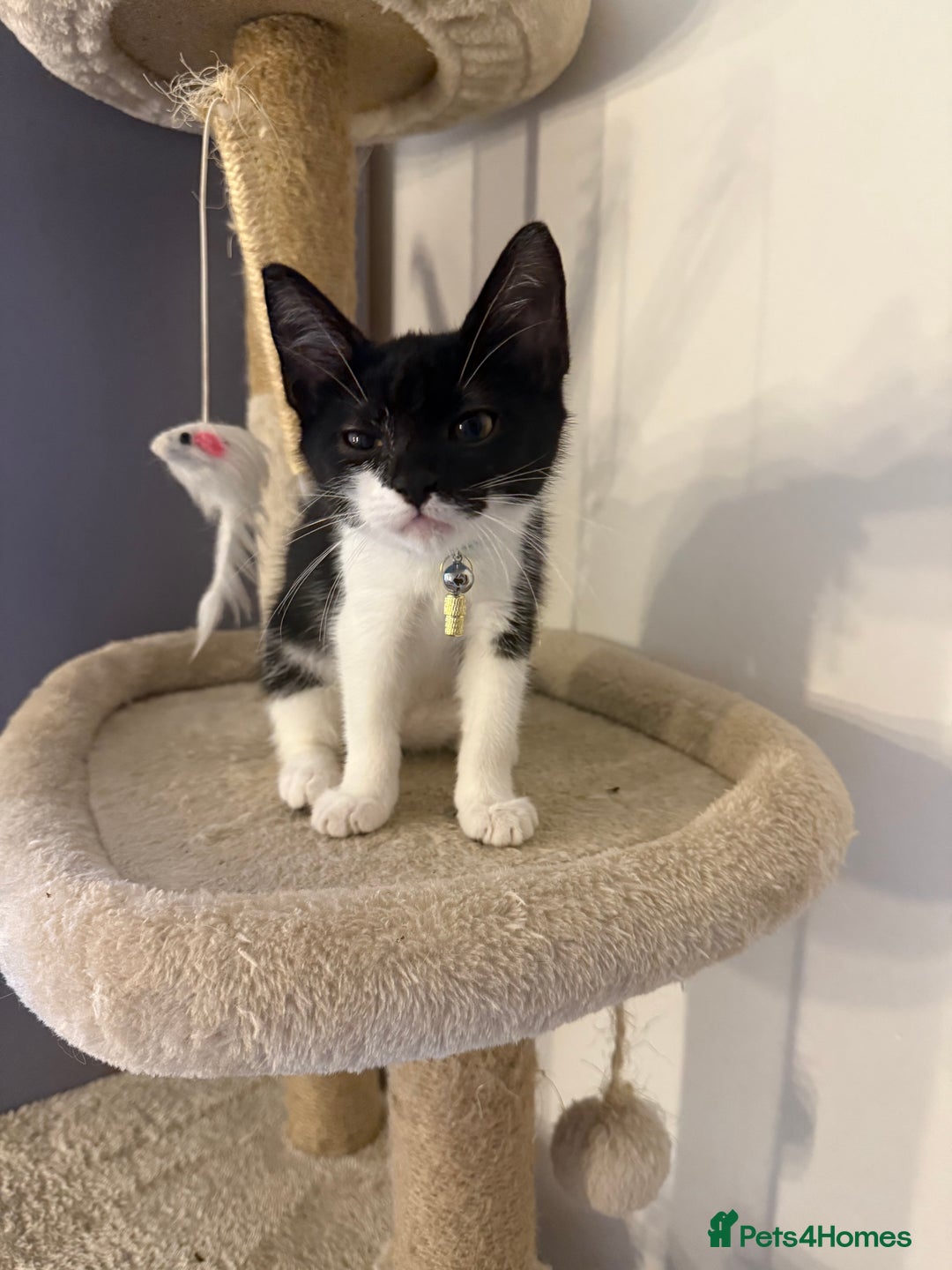 British Shorthair cats for sale: Very affectionate boy  - Image 6