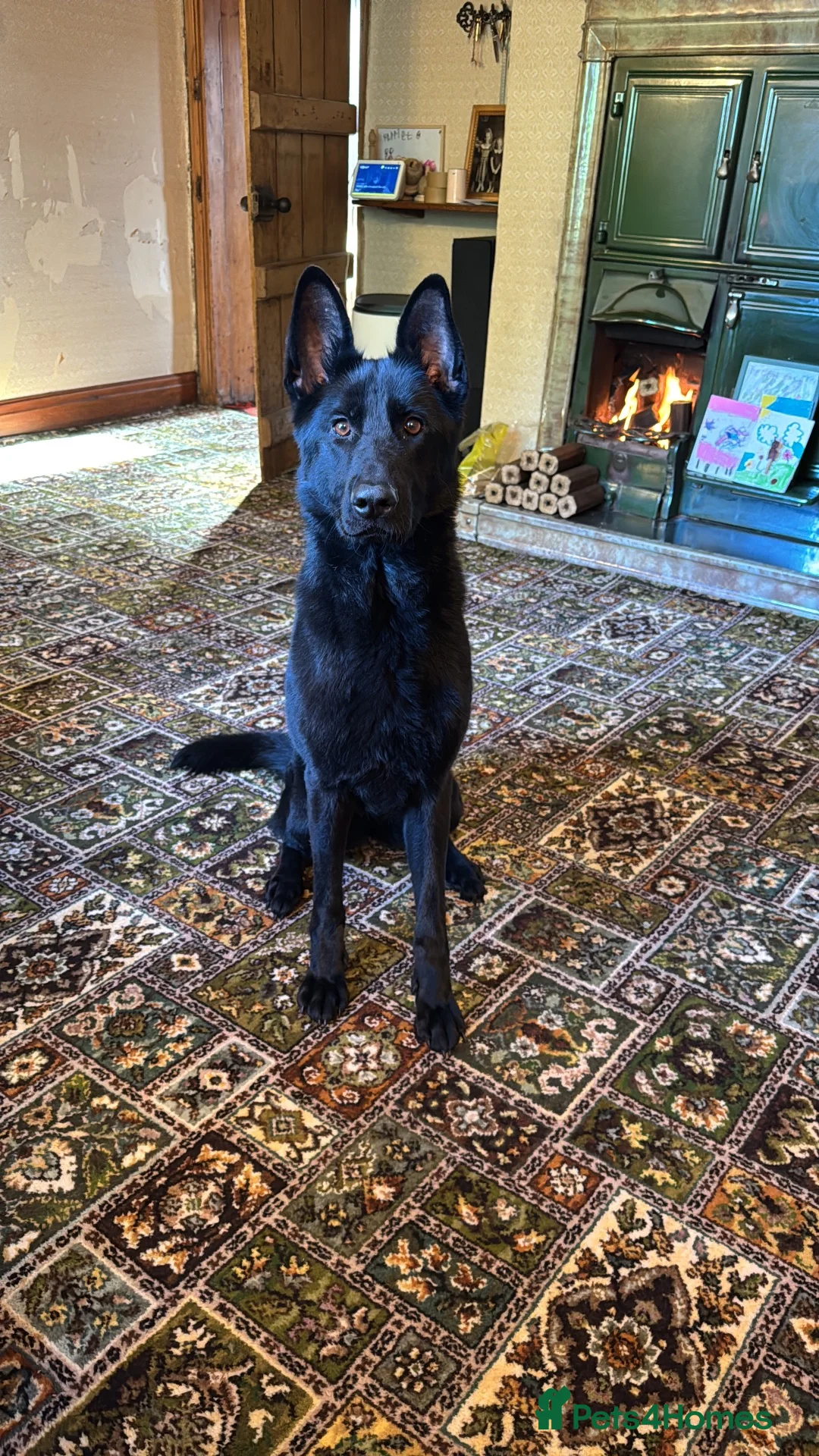 German Shepherd dogs for sale: Well trained German Shepherd - Advert 1