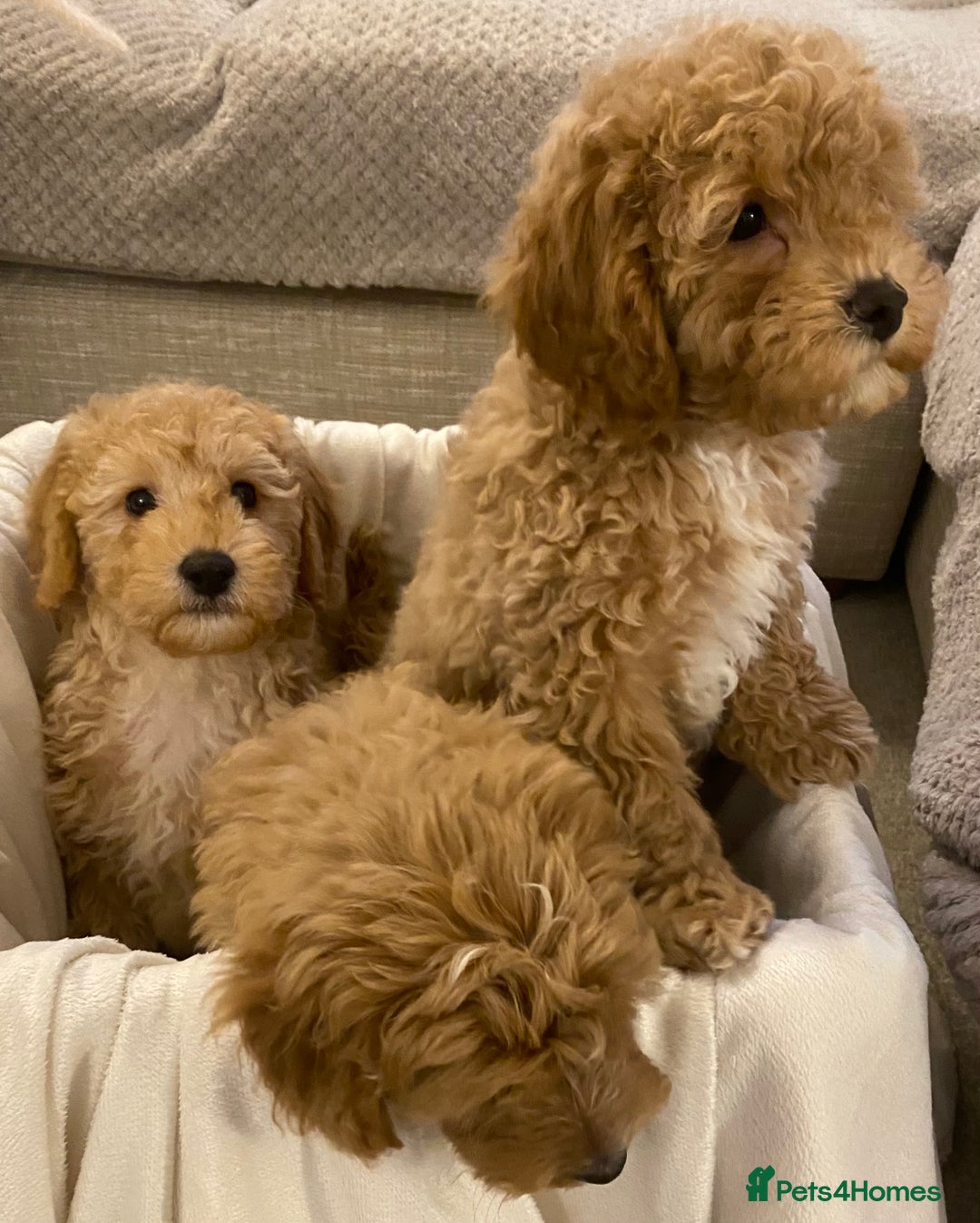 Cavapoo dogs for sale: RED & WHITE CAVAPOO PUPPIES TOP QUALITY BREEDER - Advert 24