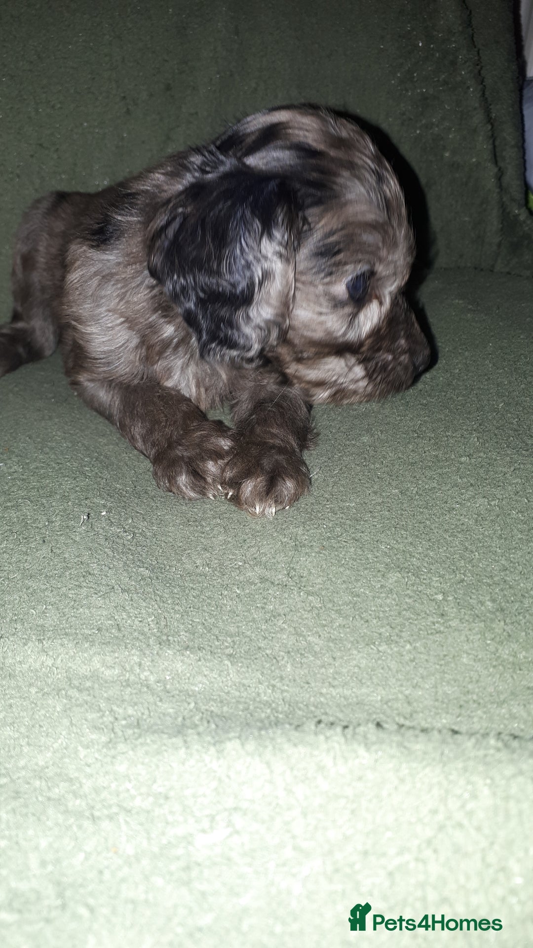 Cockapoo dogs for sale: F2b cockapoo puppies - Image 21