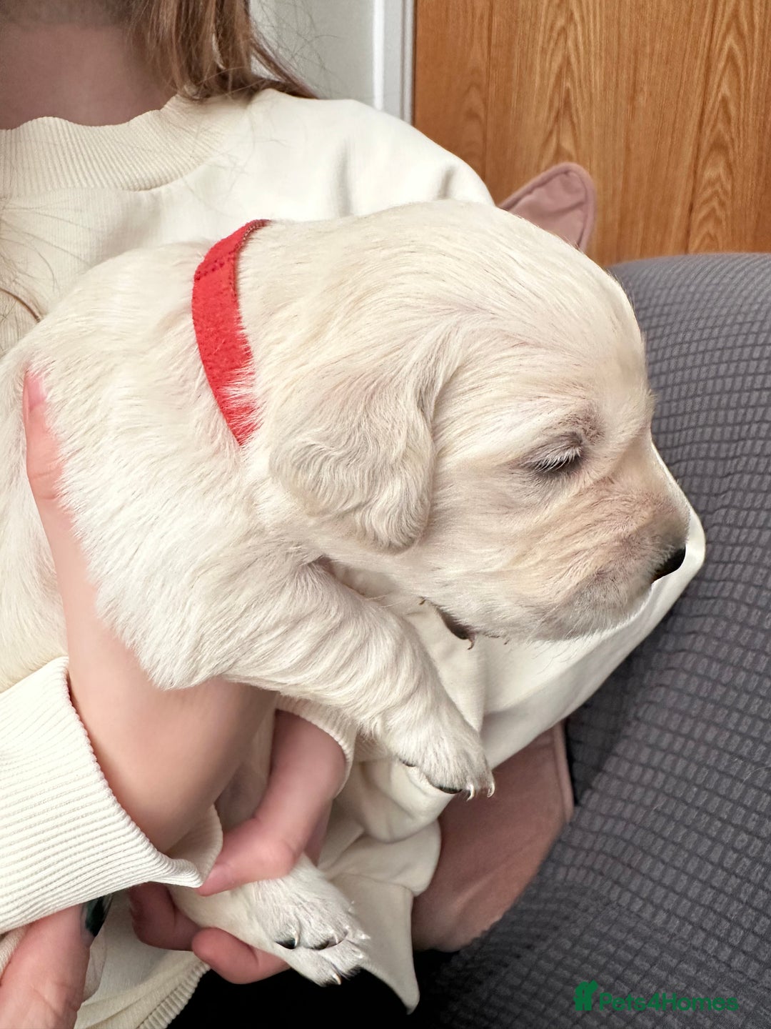 Golden Retriever dogs for sale: Daisy’s first litter - Advert 2