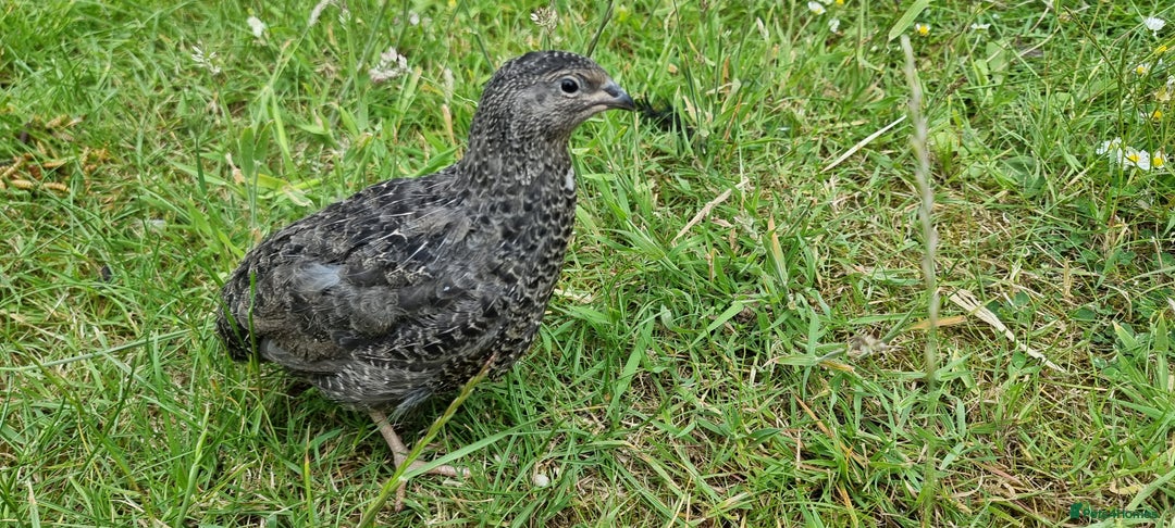 Quail poultry for sale: 🐣 Live Coturnix Jumbo Quail for Sale  in Birmingham - Image 13