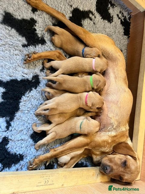 Labrador Retriever dogs KC registered Fox Red Labrador Puppies - Advert 1