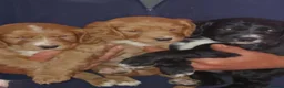 Cockapoo dogs for sale: Cockapoo puppies - Advert 8