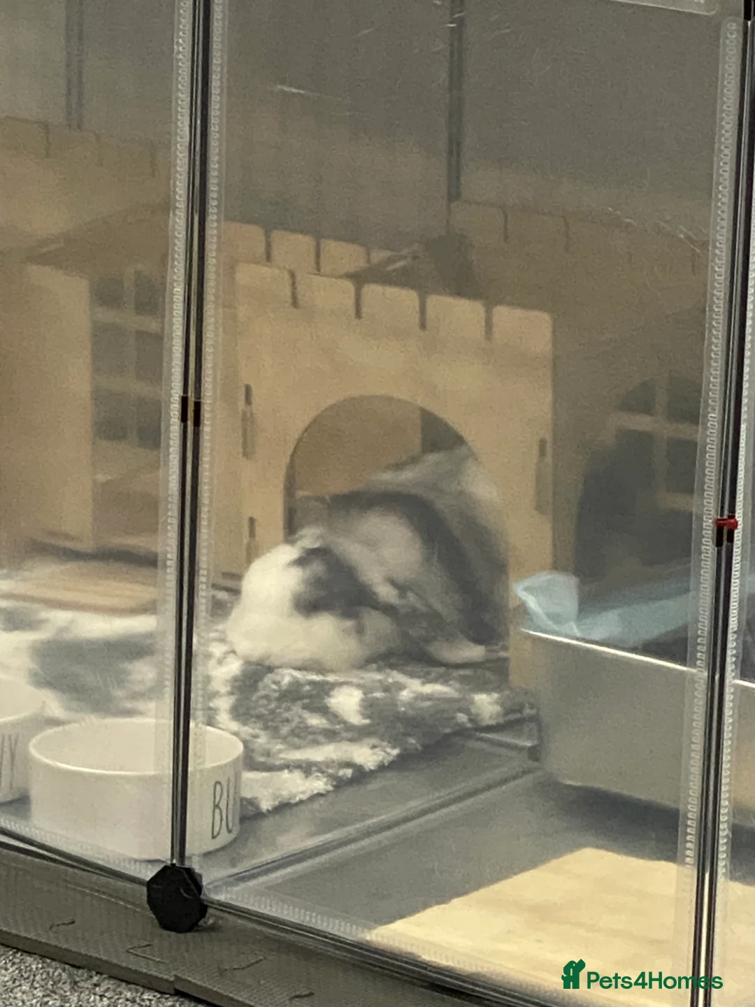 Mini Lop rabbits for sale: Gorgeous male Mini Lop - Advert 2