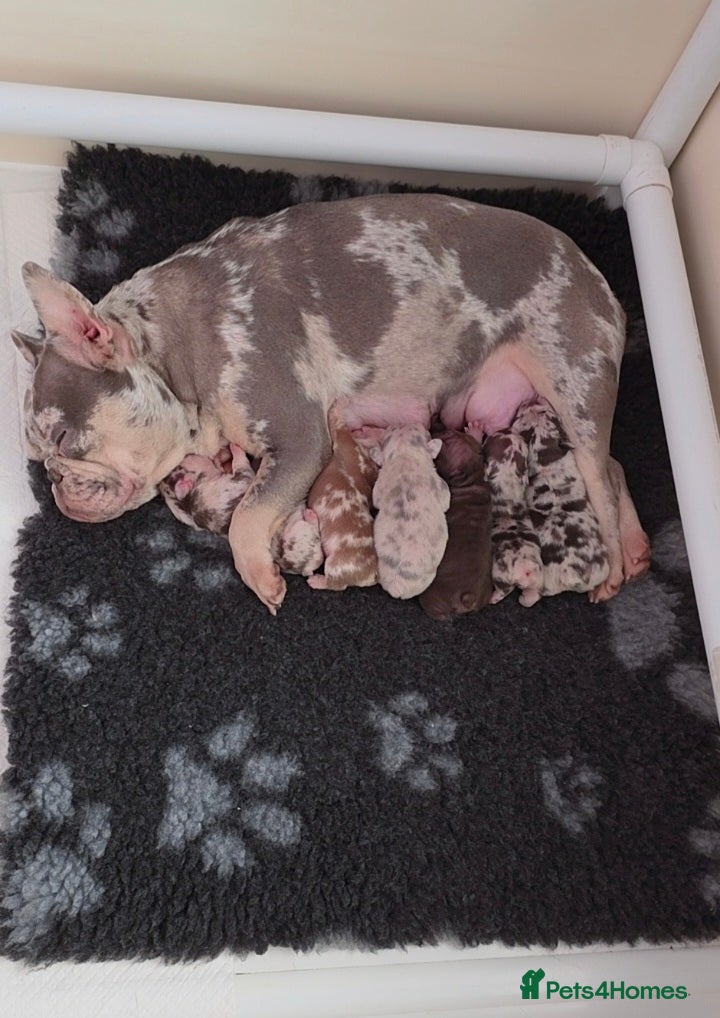 French Bulldog dogs 💥 Unique French Bulldog puppies 💥 - Advert 2