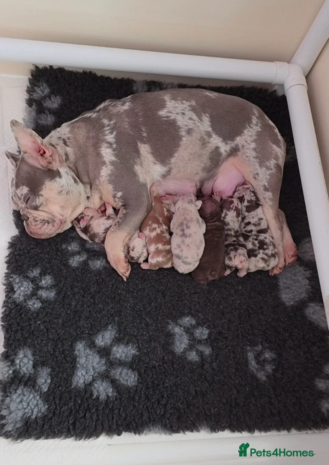 French Bulldog dogs for sale: 💥 Unique French Bulldog puppies 💥 - Advert 2