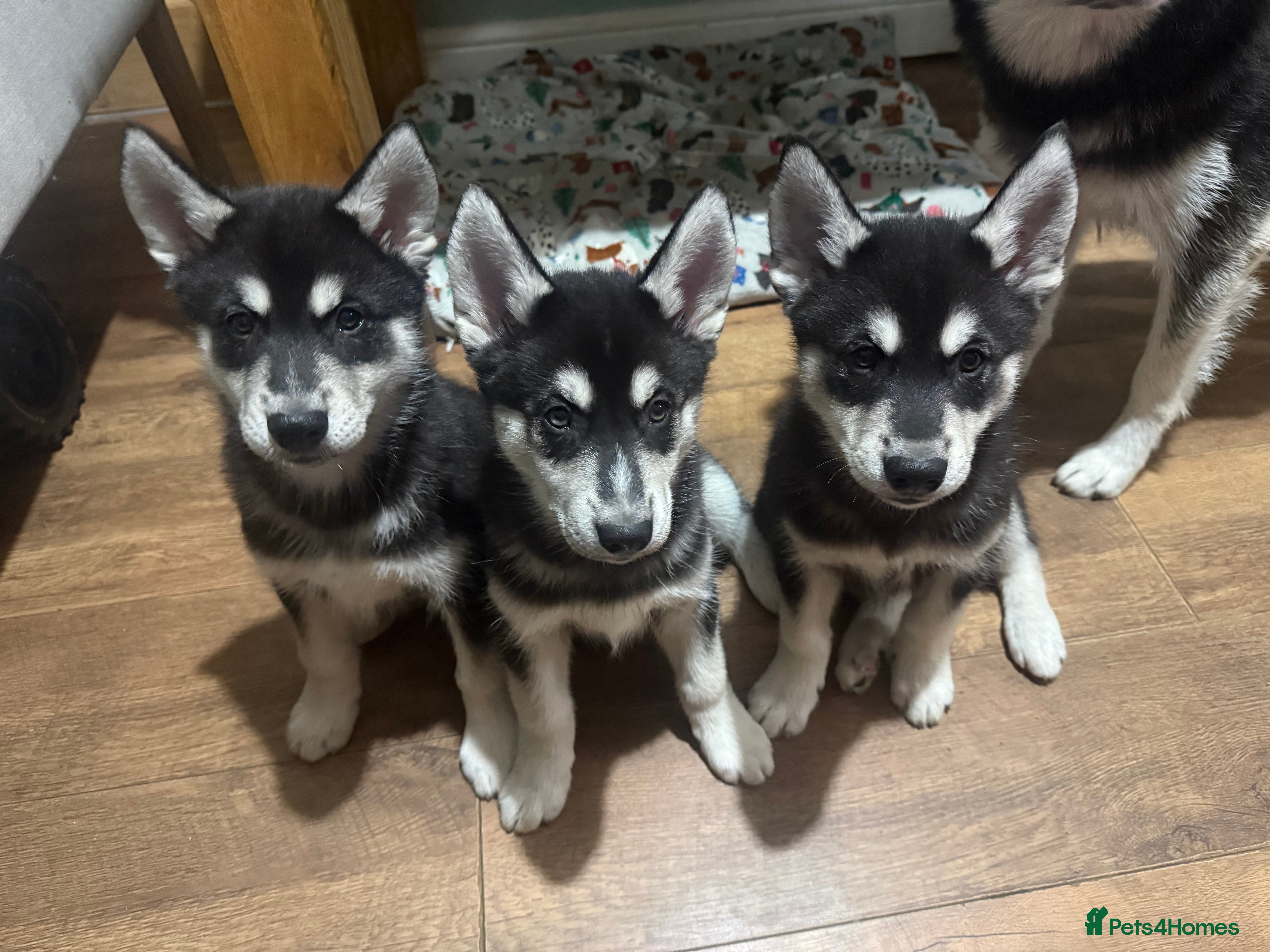 Siberian Husky dogs Siberian huskies ♥️ - Advert 7