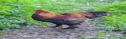 Chickens poultry for sale: Brahma Cockerel in Yelverton - Advert 1