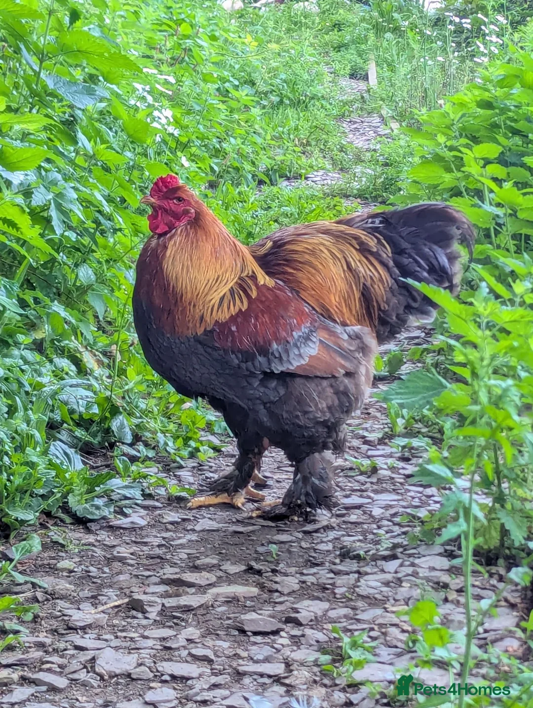 Chickens poultry for sale: Brahma Cockerel in Yelverton - Advert 1