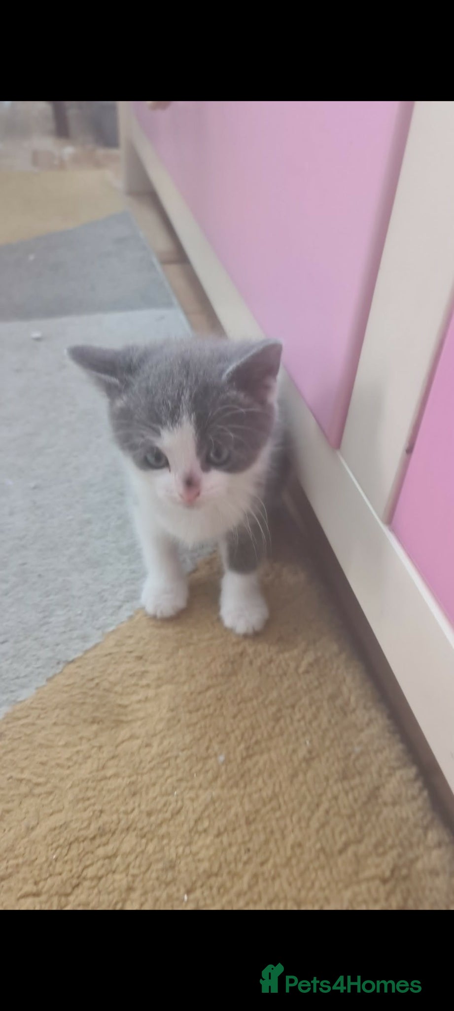 British Shorthair cats British shorthair  - Advert 2