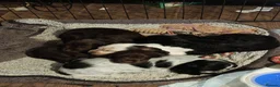Cocker Spaniel dogs for sale: Kc registered playful show cocker spaniel - Advert 14