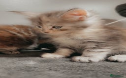 Maine Coon cats for sale: Kittens Available  - Image 7
