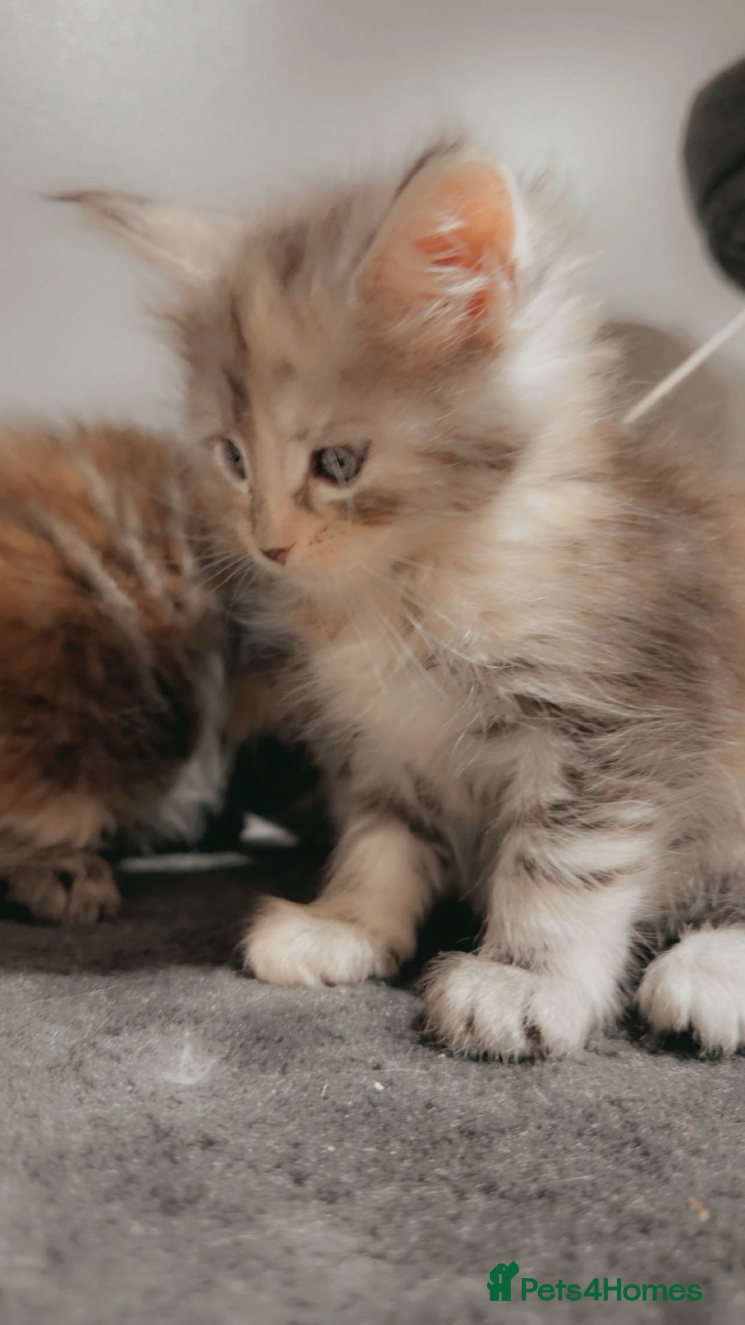 Maine Coon cats for sale: Kittens Available  - Image 7