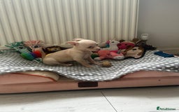 Chihuahua dogs for sale: Beautiful girl grey and black Chihuahua puppy - Image 10