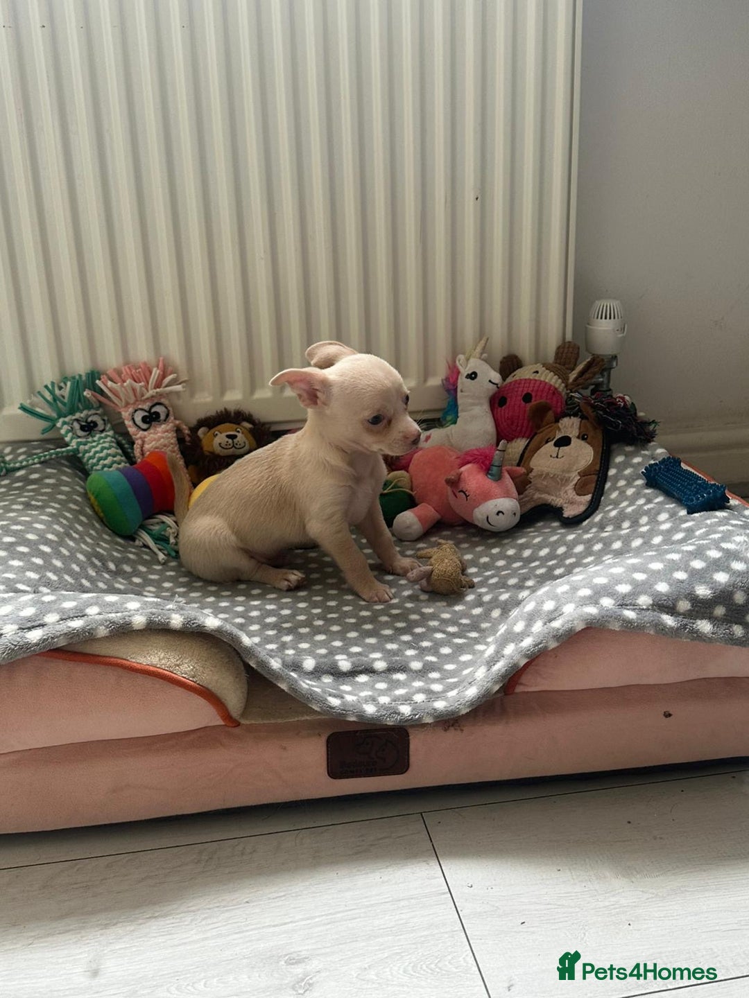 Chihuahua dogs for sale: Beautiful girl grey and black Chihuahua puppy - Image 10