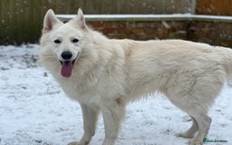 Mixed Breed dogs for stud: White Shepherd Male Available for Outcross - Image 6