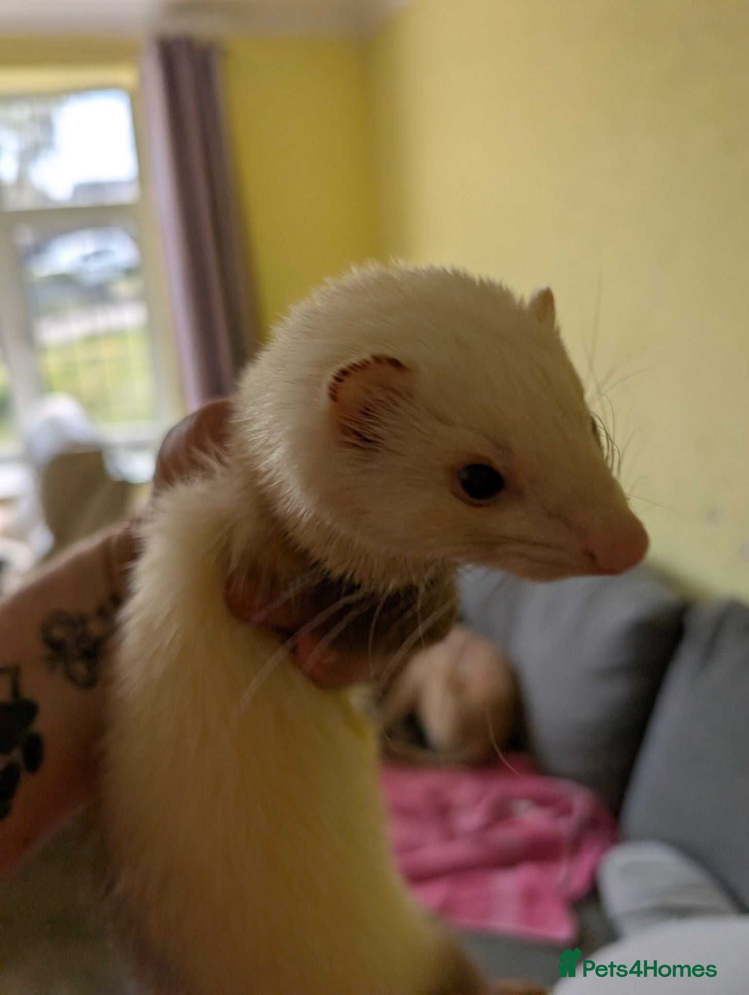 Ferret rodents Jill ferret for rehoming  - Advert 2