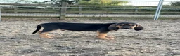 Bloodhound dogs for sale: Bloodhound puppies  in Dereham - Advert 7