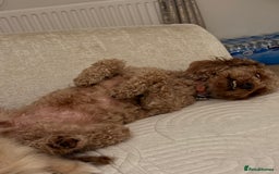 Cavapoo dogs for sale: Adult Cavapoo and Miniature Dachshund Females - Image 4