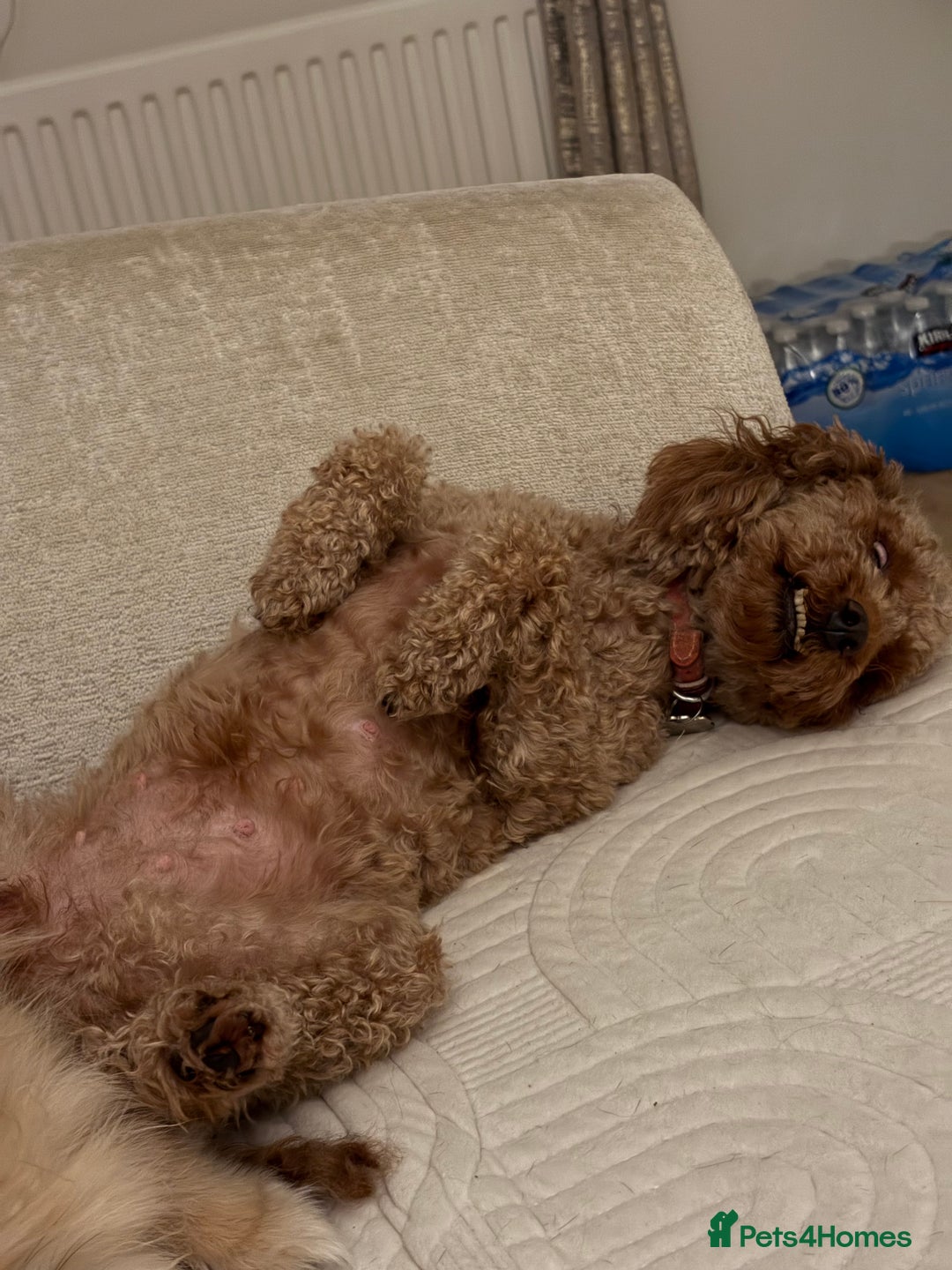 Cavapoo dogs for sale: Adult Cavapoo and Miniature Dachshund Females - Image 4