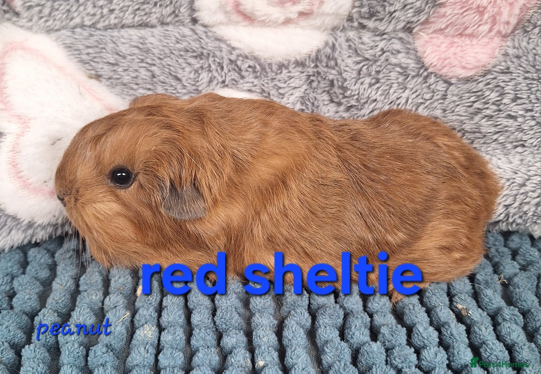 Guinea Pig rodents for sale: Baby sheltie and texel Guinea pig boys in Saltburn-by-the-Sea - Image 16