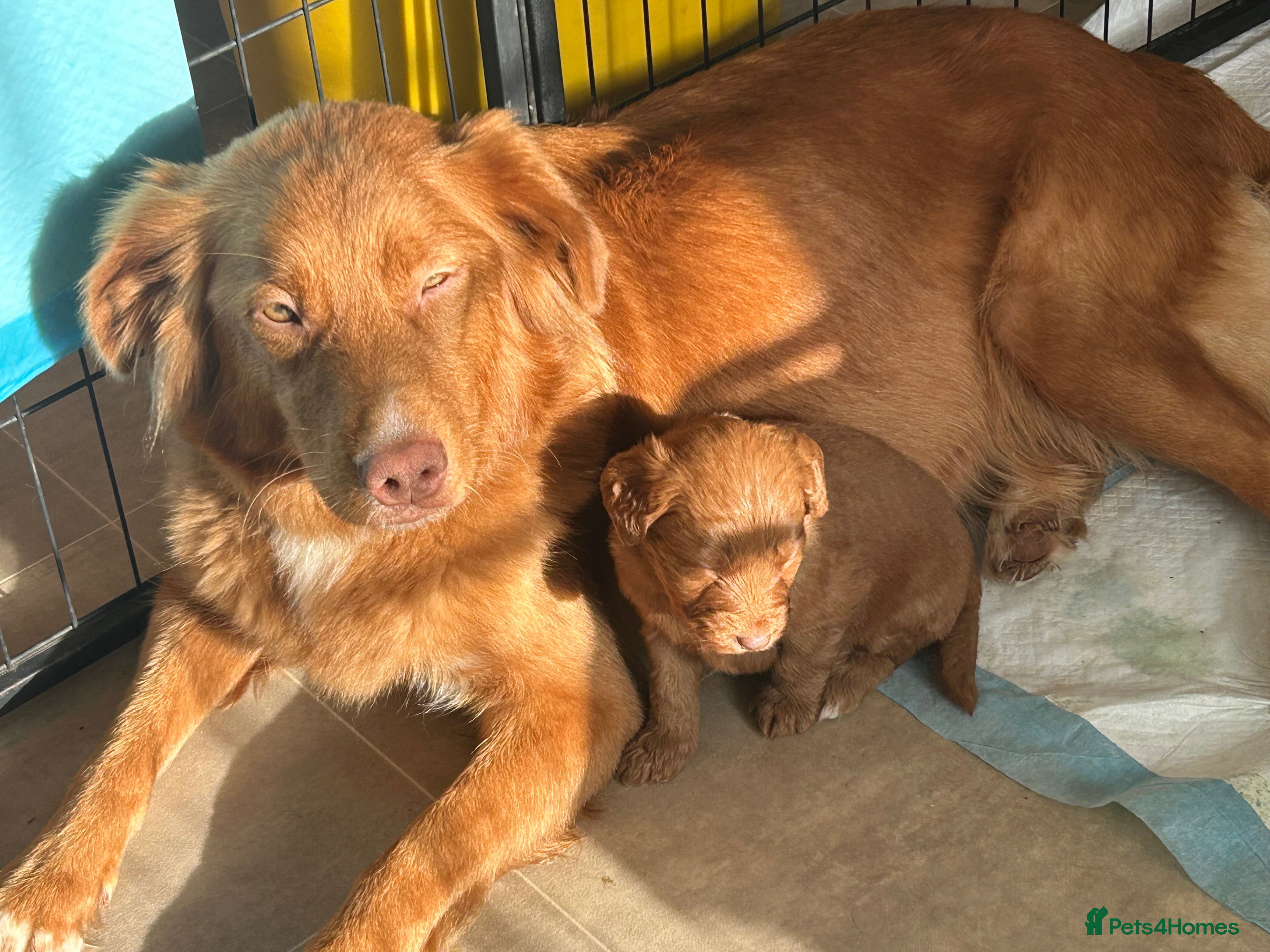 Mixed Breed dogs Red doodles - Advert 12