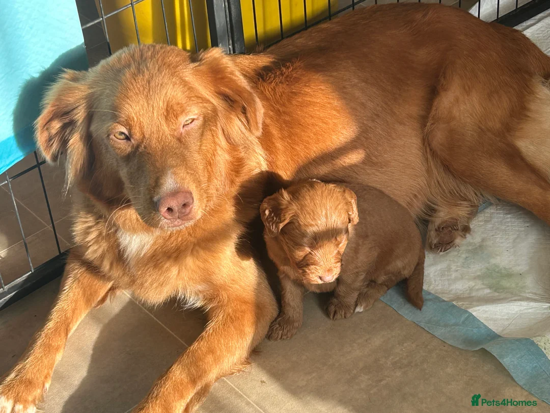 Mixed Breed dogs for sale: Red doodles - Advert 21