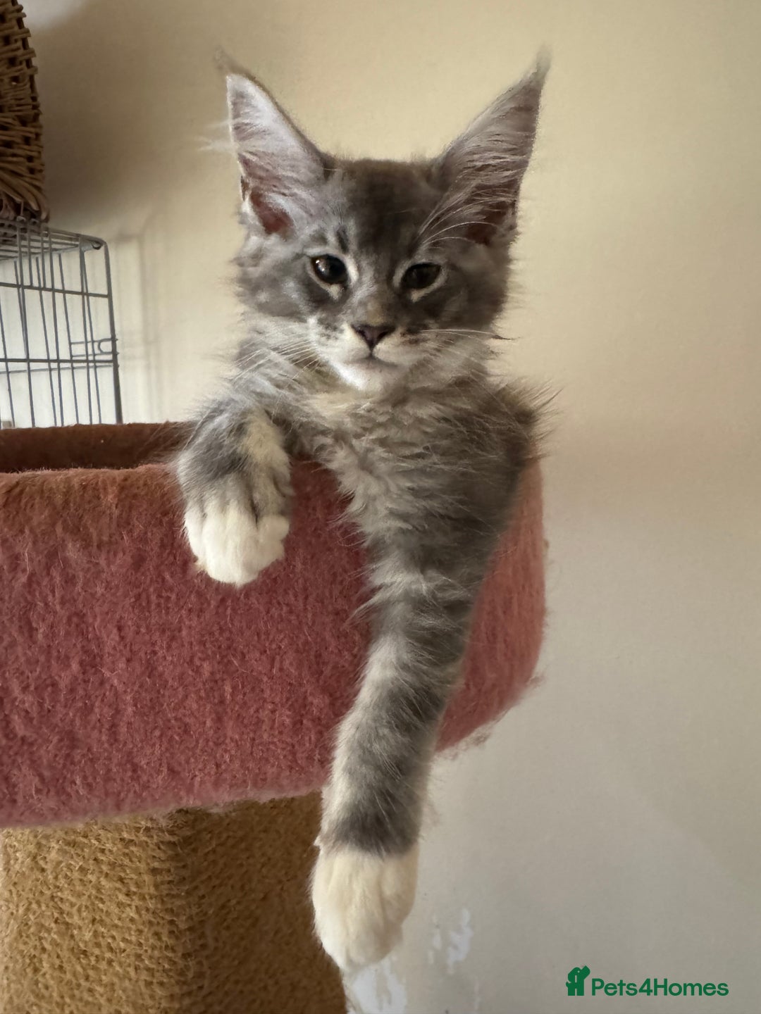 Maine Coon cats for sale: Beautiful GCCF kittens various colours - Image 22