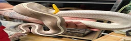 Snake reptiles for sale: Mixed Snakes - Advert 1