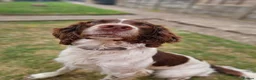 English Springer Spaniel dogs for stud: English Springer Spaniel.Proven.GGS of Helmsway  in Poole - Advert 2
